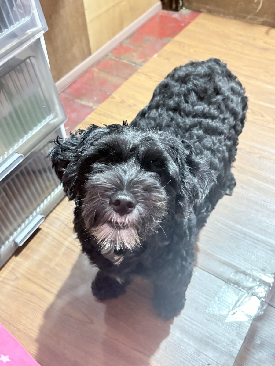 aviemdeleon's tweet photo. I love you in every lifetime. Run free, my baby ❤️‍🩹 https://t.co/tcUGr6spvk