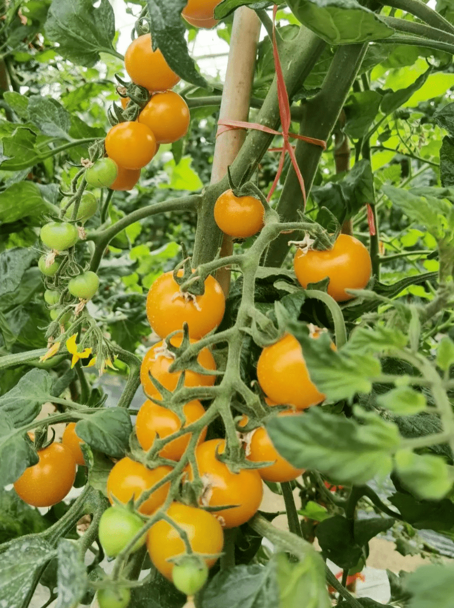 Errrpoooo's tweet photo. Acabamos de probar los tomates cherry ecológicos de la huerta local: dulces, jugosos y sin pesticidas, ideal para ensaladas! #ProductosLocales， https://t.co/wjoRsERMQF