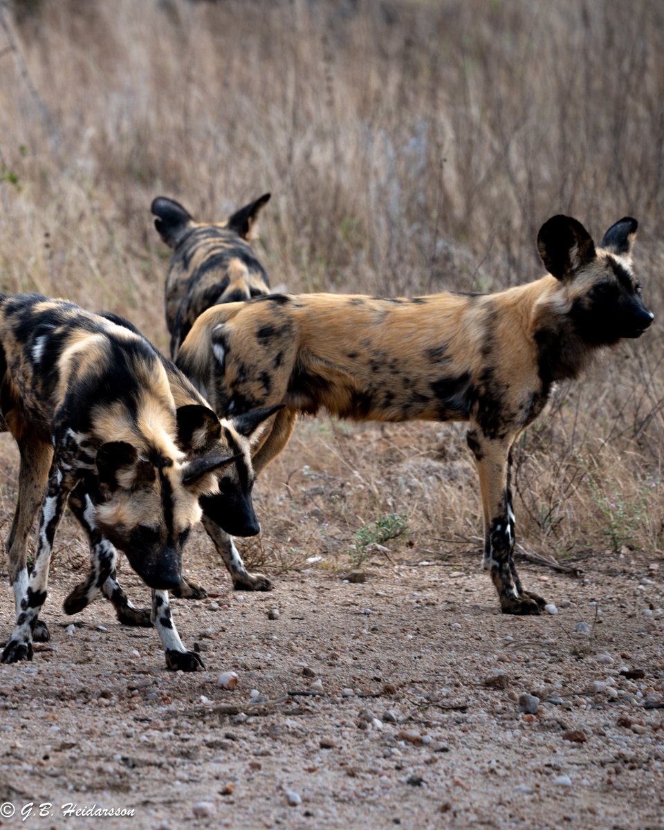 BryantReinnw's tweet photo. The last day gave us an animal you don’t plan for: African wild dogs. A small pack hunted all day. Fewer than 7, 000 remain, including only about 1, 400 breeding adults. Later, a young male lion. Never stop wandering. — GB and Ivy https://t.co/eWjRvnU9GA