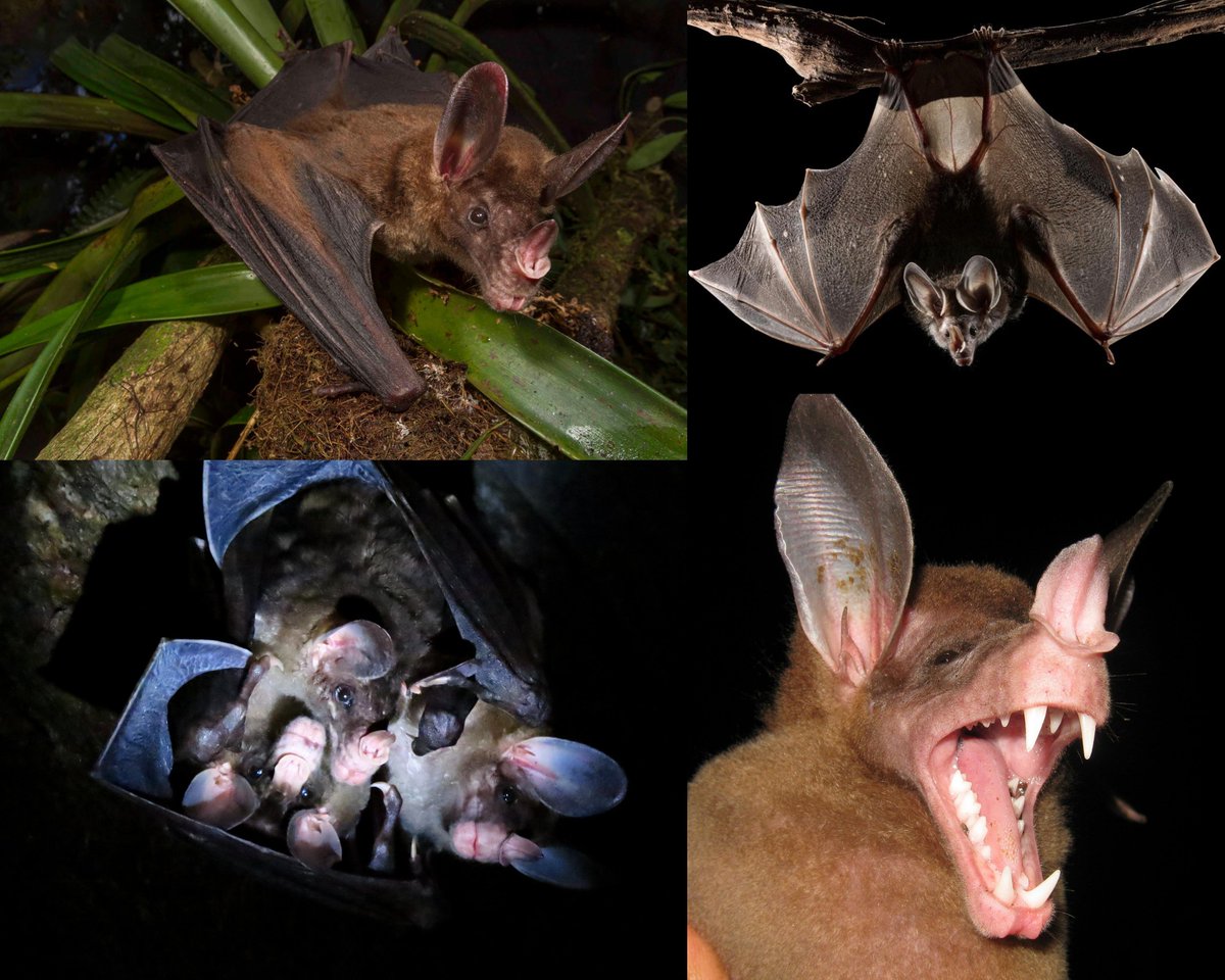 yonata_joel's tweet photo. With a wingspan of almost 1 metre (3.3 ft), the spectral bat is the largest bat in the Americas and the largest carnivorous bat in the world. While most bats make for neglectful fathers, the male spectral helps care for his young and, when roosting, he wraps his family in his https://t.co/zCG1EHn72j