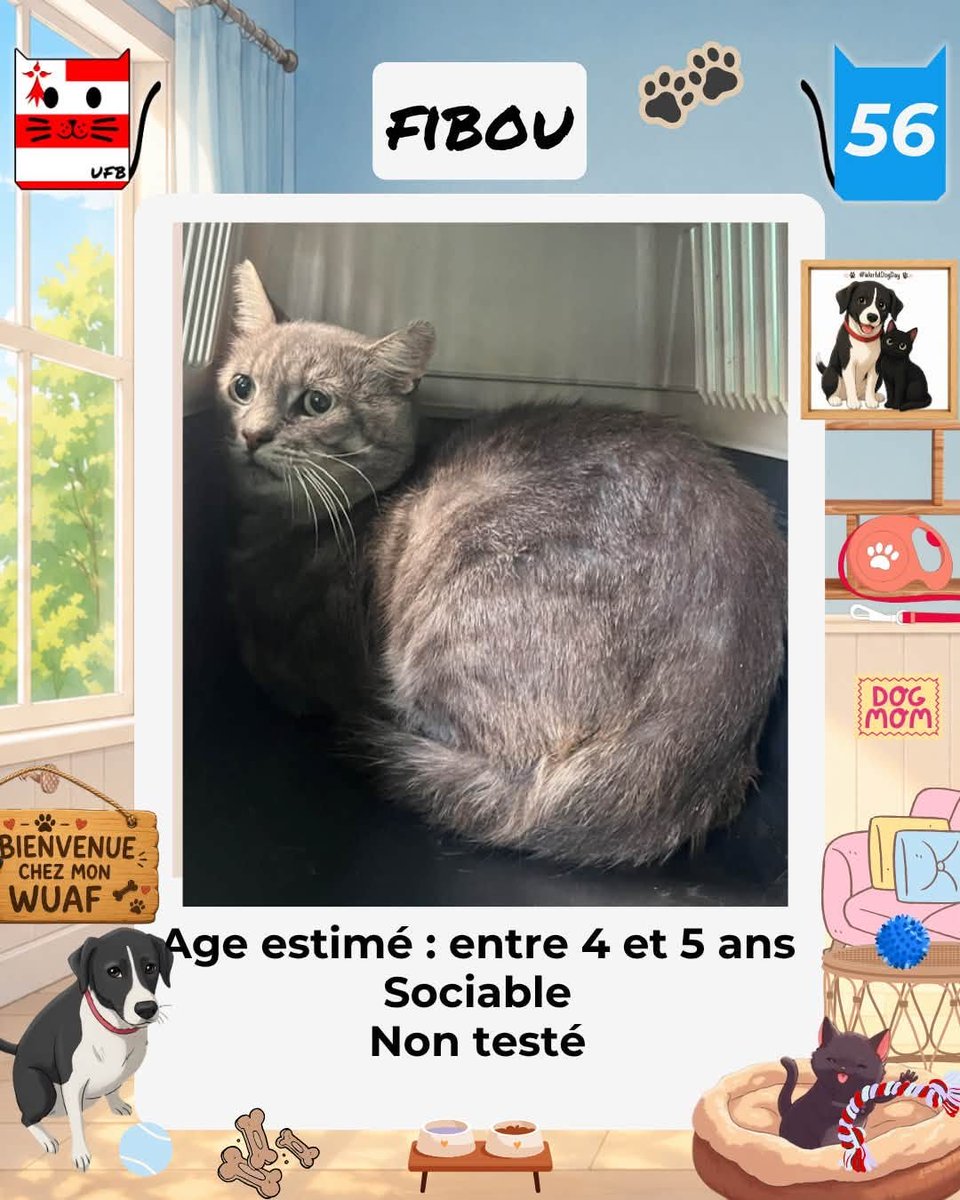 justineducern's tweet photo. En fourrière dans le dépt 56   
Je suis à ADOPTER 
mais avant le 27/08/26   
pour me sauver et me permettre de continuer à vivre,  
Pour renseignements : 
Contacter Urgences fourrières de Bretagne par ce lien bleu, et faire un message   https://t.co/cij7aMhLYw https://t.co/AzuYvjP83j