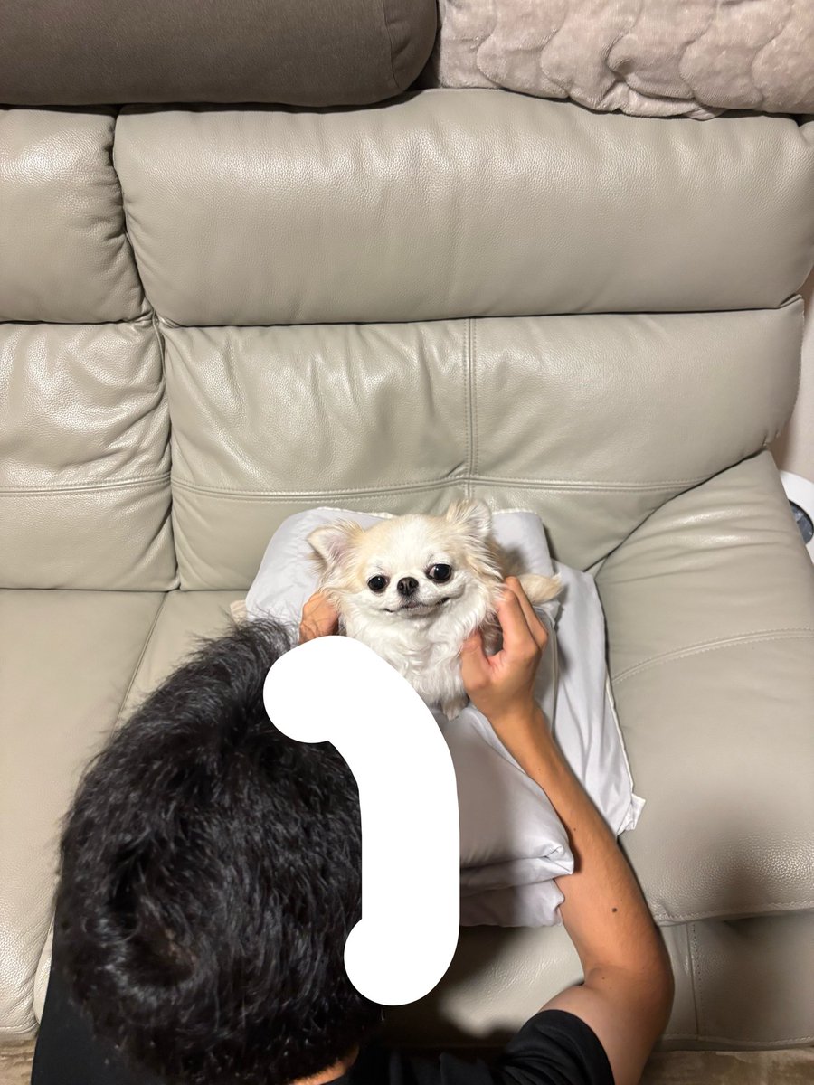 chihuahua_ume's tweet photo. ふわふわでカワイイ https://t.co/op9gFih0ox