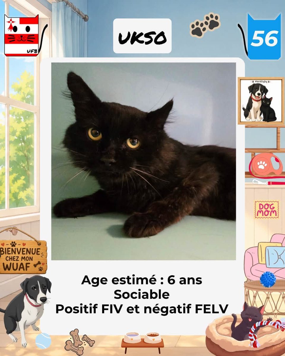 justineducern's tweet photo. En fourrière dans le dépt 56   
 Je suis à ADOPTER  
mais avant le 27/08/26   
 pour me sauver et me permettre de continuer à vivre, 
  Pour renseignements :  
Contacter Urgences fourrières de Bretagne par ce lien bleu, et faire un message   https://t.co/cij7aMhLYw https://t.co/d6nwXKkiiE