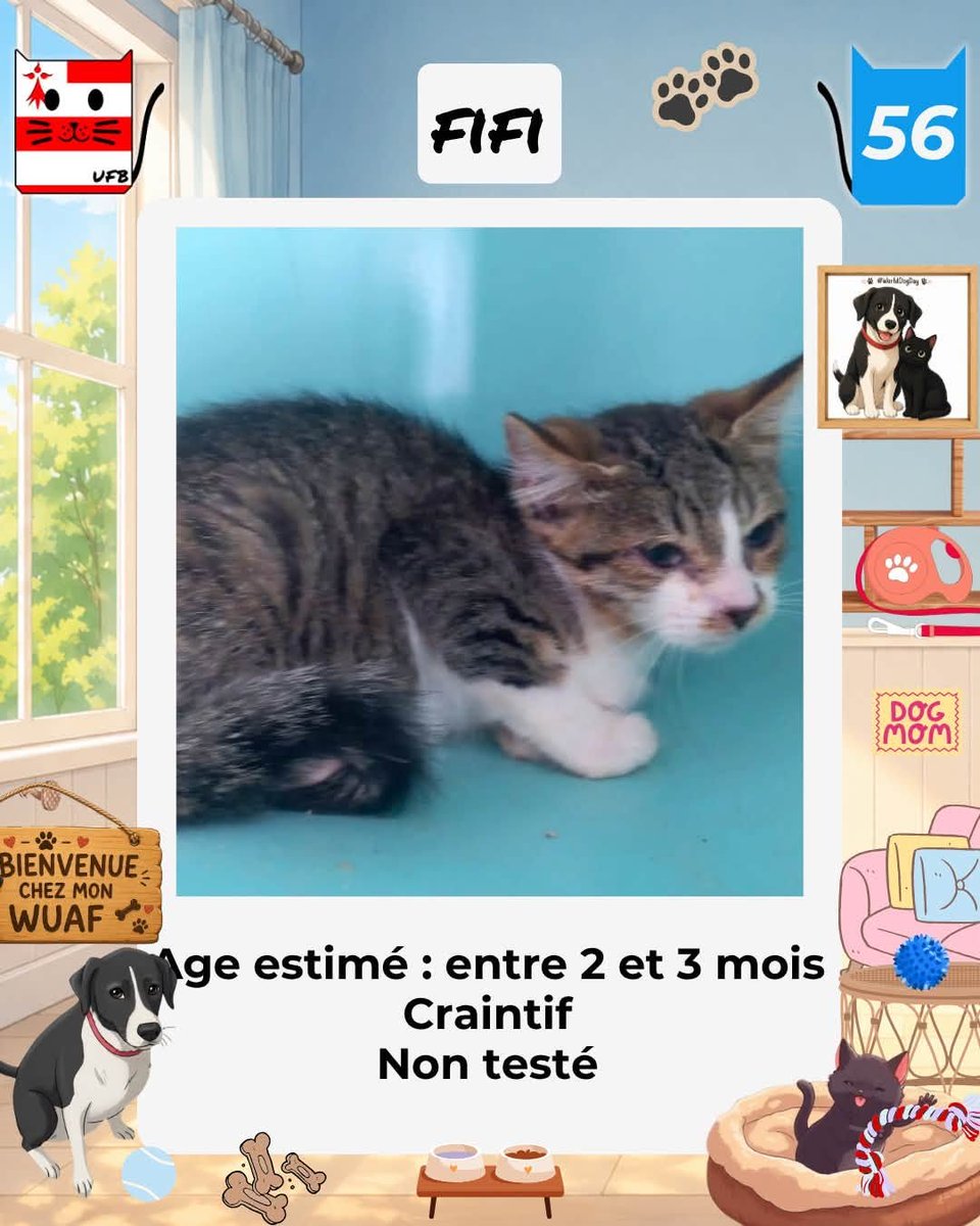 justineducern's tweet photo. En fourrière dans le dépt 56    
Je suis à ADOPTER  
mais avant le 27/08/26   
pour me sauver et me permettre de continuer à vivre,   
Pour renseignements : 
Contacter Urgences fourrières de Bretagne par ce lien bleu, et faire un message   https://t.co/cij7aMhLYw https://t.co/NGyHXDzMLD