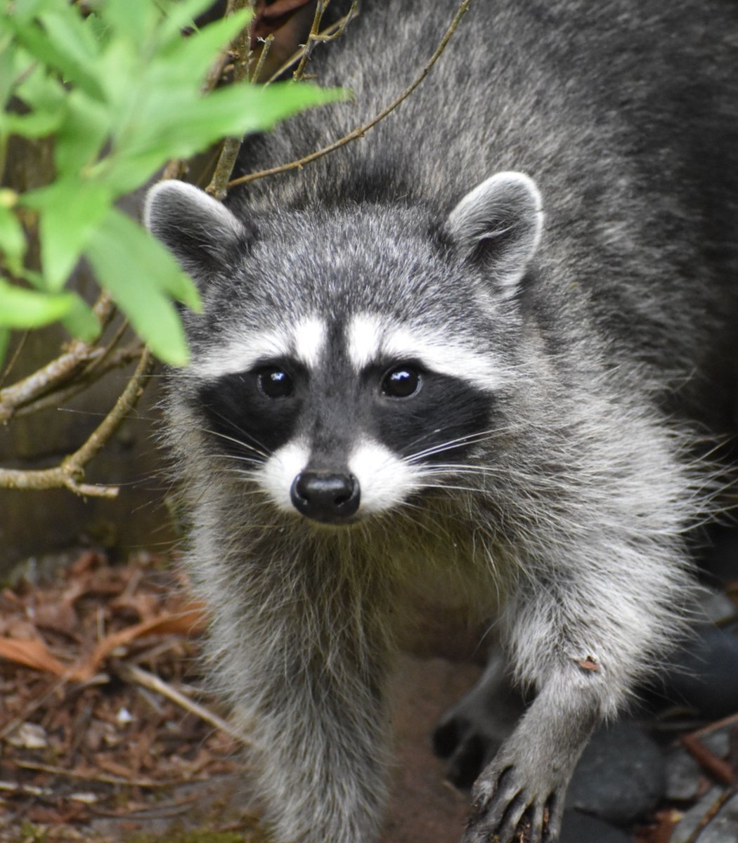 Dexerto's tweet photo. A raccoon has gone viral after its paw appeared through a hole in the stands during an MLB game looking for food

Fans fed it peanut shells before offering a whole hot dog, which it immediately grabbed and pulled through the hole https://t.co/eyUlrsIYTL
