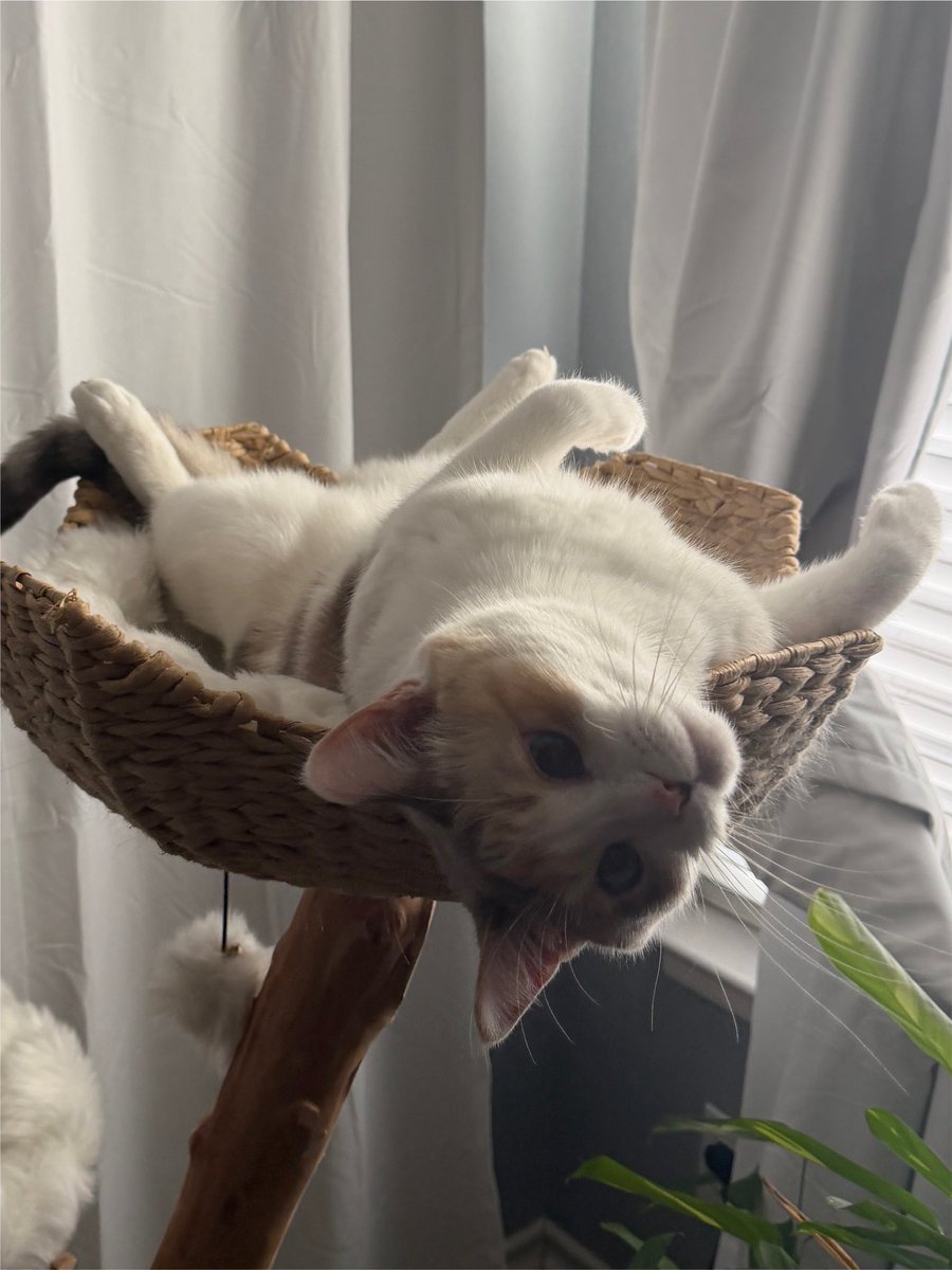 fatfatpankocat's tweet photo. Being weird again… https://t.co/4QsbKOHabw