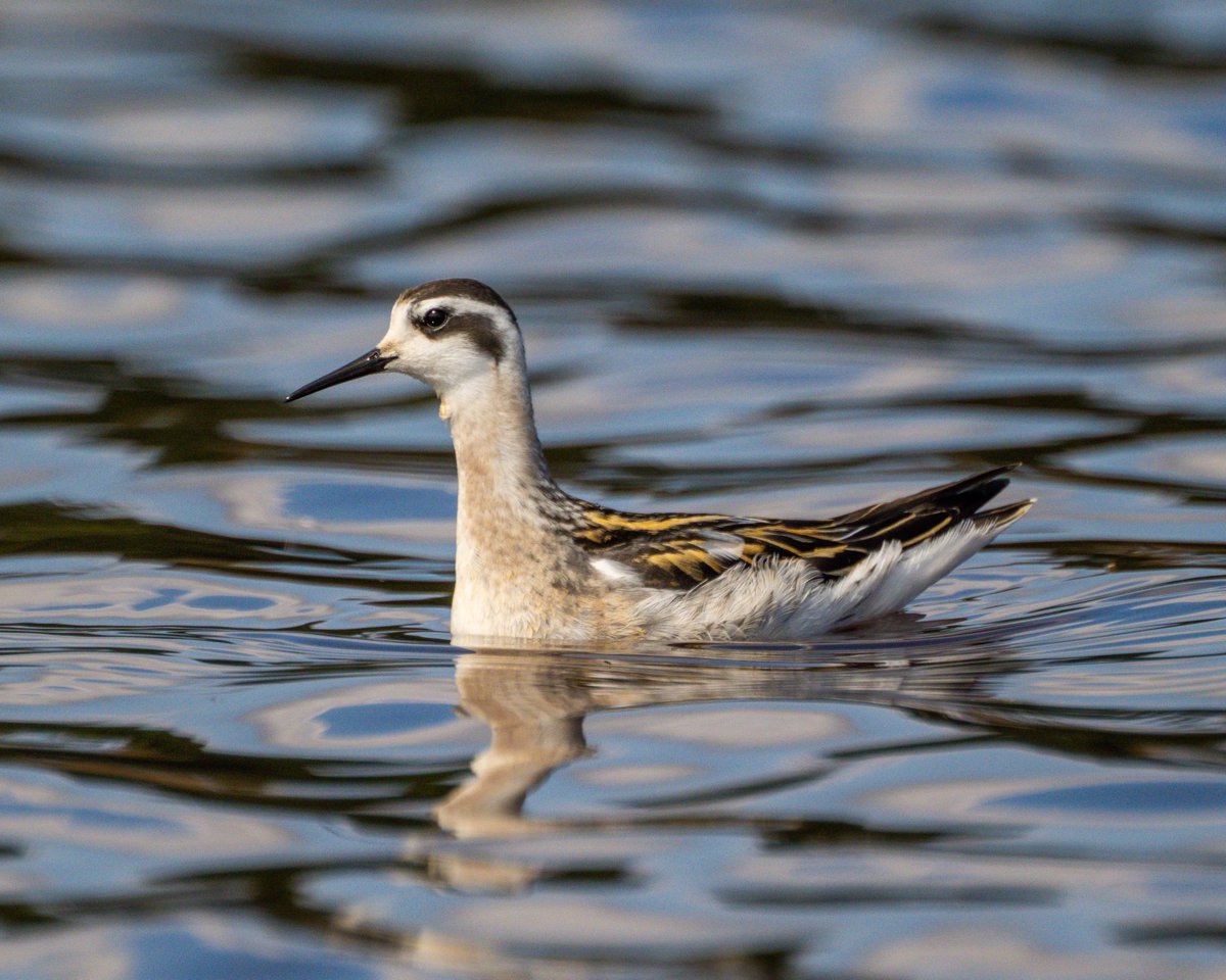 tomhines10's tweet photo. Red-necked Phalarope in Sheffield this morning - another great Redmires find by Richard Hill.  Dodging the dogs and swimmers, it typically showed really well at times @shefbirdstudy @SYorkshireBirds https://t.co/D01NW8LV8G