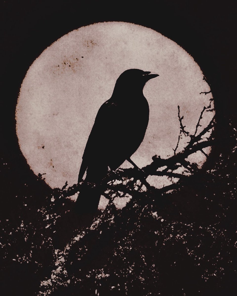 DIVINEDCORVID's tweet photo. ⠀⠀⠀⠀ ⠀⠀ ⠀⠀ ⠀⠀⠀ ⠀⠀⠀⠀⠀ ⠀⠀

#𝓢𝑬𝑫𝑼𝑪𝑻𝑰𝑽𝑬𝓢𝑼𝑵𝑫𝑨𝒀     ˙ 𖤐 ˖ https://t.co/PaoSChzFHB