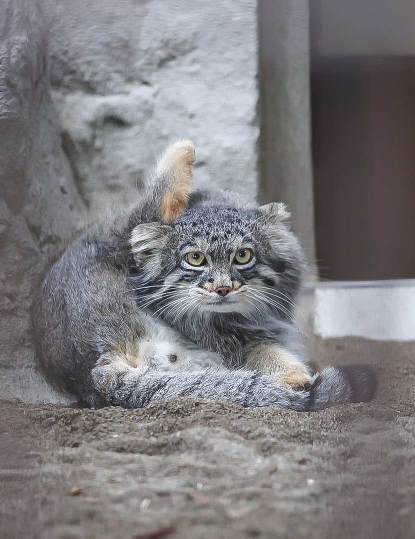 Rockleohana's tweet photo. マヌルネコのフィーガでGood morning🏙

#マヌルネコ   #フィーガ   #pallascat
#野毛山動物園 https://t.co/Ww4iXtelsW