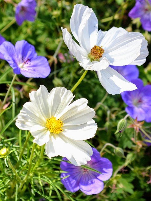 enbaibo_02's tweet photo. 8月24日月曜日☀️33/23℃

おはようございます☀🌿☕

今週も宜しくお願いします。

残暑厳しい日々が続きます

皆さまお身体ご自愛下さい。

Reply遅れRepost♥️favoお返し
遅れます。

#おはツイ　#繋がりに感謝
#日本に移民は要らない
　　#頑張ろう日本 https://t.co/shMnhdpgrQ