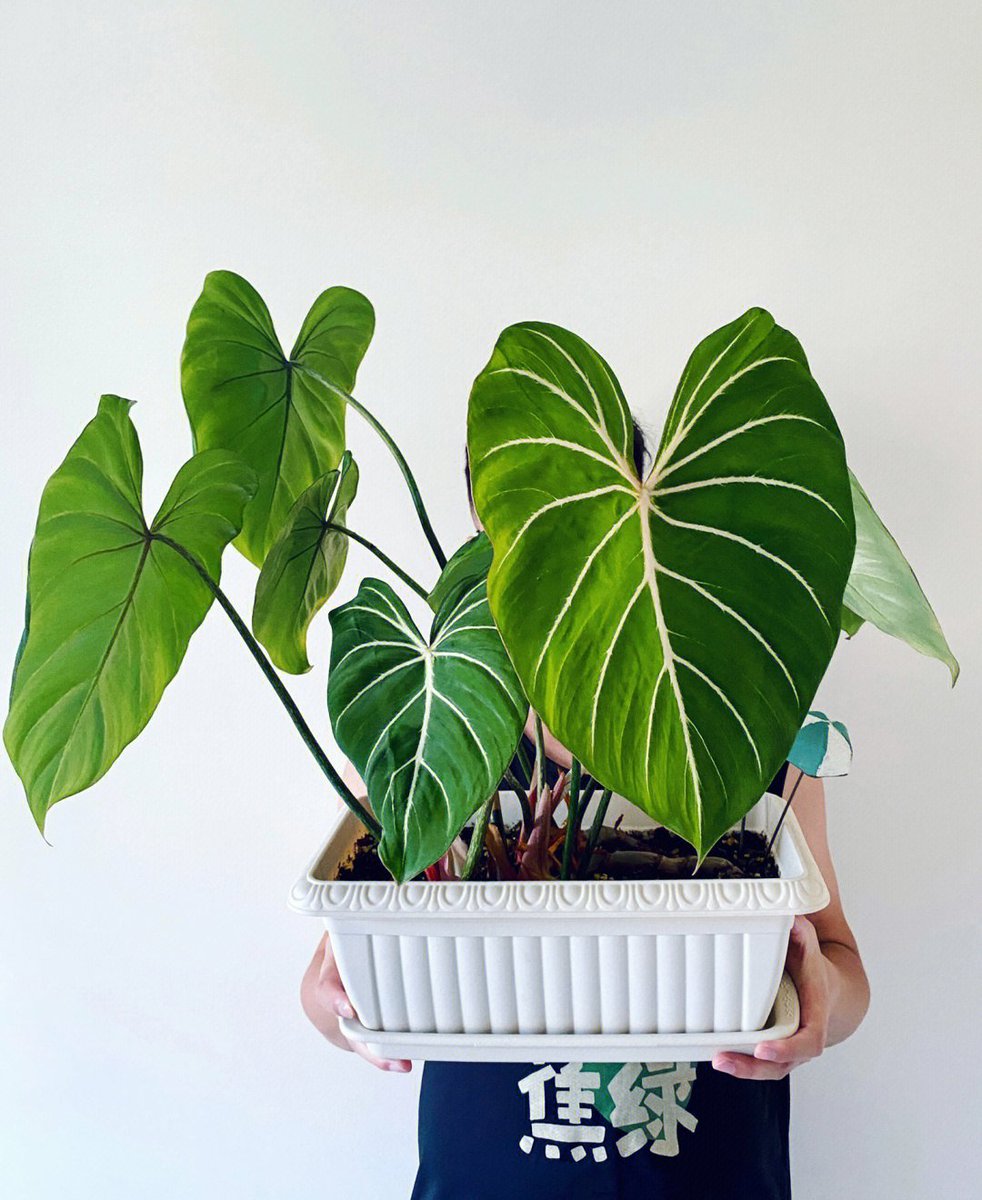 QKFMqLan5FdM09K's tweet photo. Pro tip for your pothos! Let its soil dry out fully between waterings, and it’ll thrive with bright indirect light. No green thumb needed! #PlantCare https://t.co/jC6izYrfCS