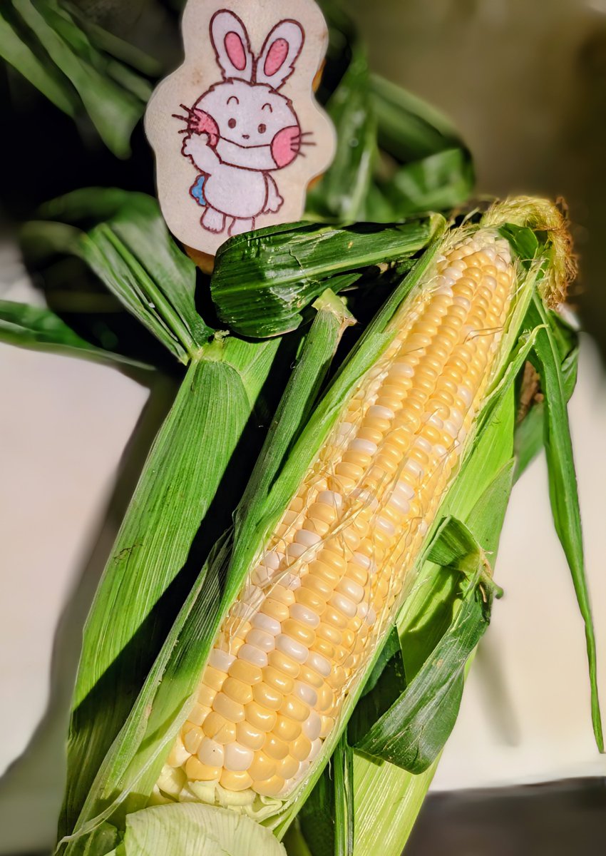 1zbXjHKb418Z7zM's tweet photo. ８月２４日（月曜日）晴れ🌤️

皆様おはようございます🌻｡⁠◕⁠‿⁠◕⁠｡✨
生食トウモロコシ🌽をゲッツ月曜日~

今日も無理なく自分らしくﾌｧｲﾄ~ﾌｧｲﾄ‼️
笑顔でHappyな１日になります様に🌈
今週も宜しくお願いします(⁠*⁠˘⁠︶⁠˘⁠*⁠)⁠.⁠｡⁠*⁠♡ https://t.co/lQ2TpJFX6D