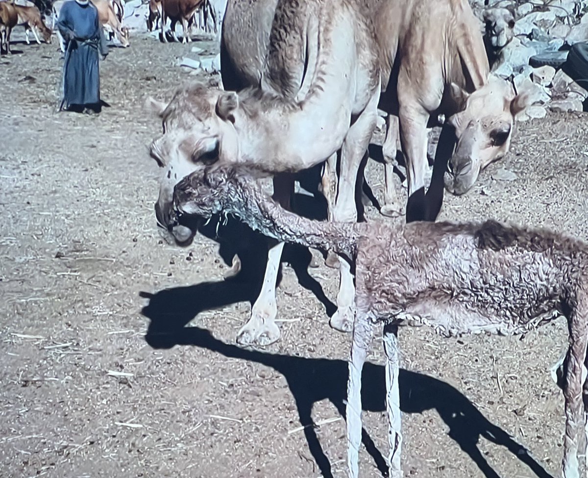 ahmad_helali's tweet photo. البوّ / البوّة

حين يموت الحِوار (صغير الناقة) يحشون جلده بالقش والحشائش والملح ثم إذا جف ينصبونه على طريق أمه التي تعطف عليه فتدر لبنها، كما في الصورة.
حيلة إنسانية مشهورة مع الإبل ولا أعلم لها تطبيقا على الحيوانات الأخرى.
قال ابن منظور في لسان العرب: "البوُّ: جِلْدُ فَصِيلِ النَّاقَةِ يُحْشَى ثُمَاماً أَوْ غَيْرَهُ فَتَشُمُّهُ النَّاقَةُ فَتَظُنُّهُ وَلَدَهَا فَتَدِرُّ عَلَيْهِ". وهو عين ما يفعله أهل الإبل حتى اليوم.

قال دريد بن الصمة:

وَكُنتُ كَذاتِ البَوِّ ريعَت فَأَقبَلَت
إِلى جَلَدٍ مِن مَسكِ سَقبِ مُقَدَّدِ

وقال عدوان الهربيد من شمر:

يا ونتي ونة خلوجٍ مثنّاه
مثنيةٍ، لا عند بوٍ ولا ضير

وسمعت في صغري في برنامج من البادية على الإذاعة شعرا: 
يا ونتي ونة خلوجٍ على بوّه
…… ولا أحفظ الشطر الثاني 

كما أن أشهر استخدام له في المجاز قولهم في #لهجات_القرى :
- فلان بوّه: أي أجوف
ماذا لديكم حول هذا الموضوع؟