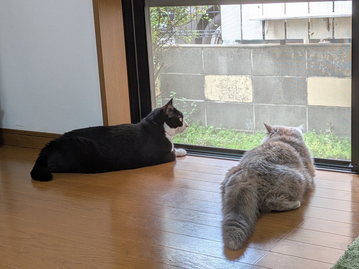 benikoWneo's tweet photo. おはようございます
今日、仕事休みで良かったぁ💦
ほとんど眠れず朝になっちゃった
昨日は昼寝もしてないのになぁ
どうしたんだろ…
あ、そんな事より りくりゅうペア婚約おめでとう✨💕
#猫のいる暮らし https://t.co/U2HL2eIRgp