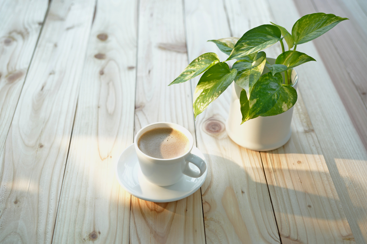 AlmgraFare's tweet photo. Just spent 10 mins staring at the office plant’s new leaf, no notes, no deadlines, just… calm. (Reminder: rehydrate the coffee, it’s sad.)， https://t.co/aK78eejskv