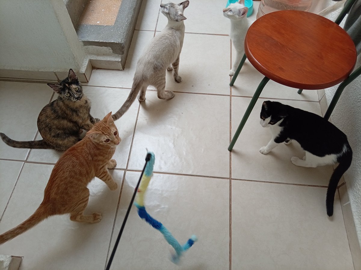 Cheesecake_76's tweet photo. Gatalina (cáncer mama) hoy se levantó a estar con sus bebés, 4 gatitos que necesitan Adopción Responsable pero nadie los quiere! Tampoco tienen padrinos de alimento, arena, vacunas, están esterilizados! Urge HOGAR COMPROMETIDO para brindar calidad de vida, La Gateria No puede más https://t.co/oLEUzNDIug