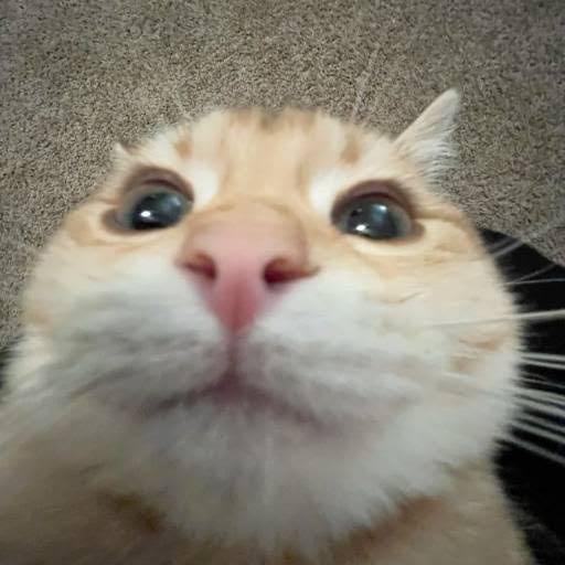 YYYYYsol's tweet photo. solana is back, retail is here and theres still no simple animal runner

ansem said we need a coin to go parabolic to kick off the bullrun

lets send this cute cat

no narrative, just $bob https://t.co/W4s9YPABoG