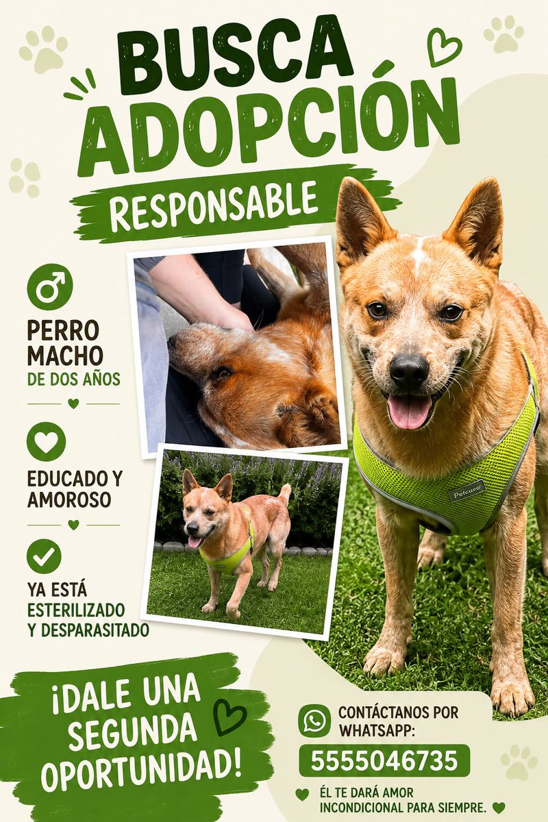 lorena_becerra's tweet photo. Este perrito está en adopción. Como buen pastor australiano es activo, muy inteligente y sociable. Tiene protocolo completo. Me ayudan a circularlo? Cdmx https://t.co/gUkqO0x7WX