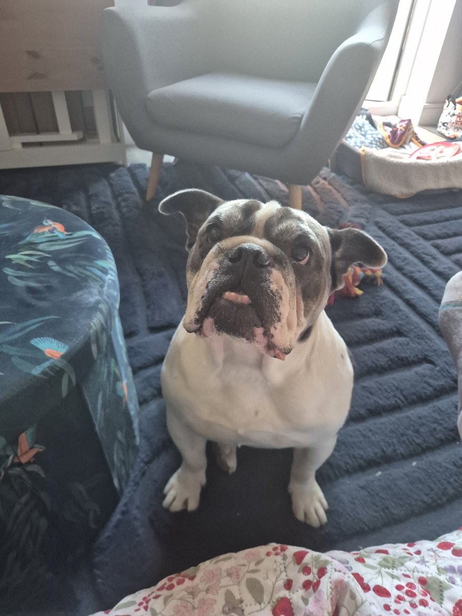 StepneyHammer's tweet photo. How dare I go out and have beers whilst 'mum' is out at the beach with her friends...

#angrydog https://t.co/JmyIz0fjjb