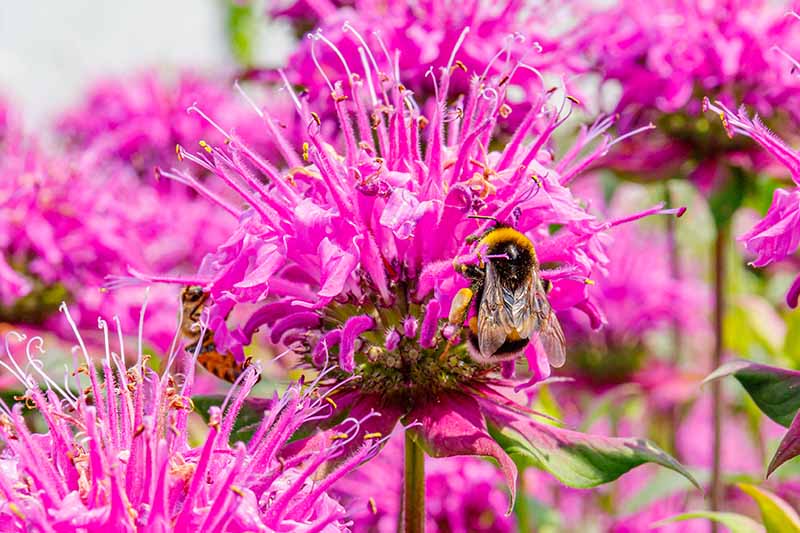 Gardeners_Path_'s tweet photo. Why Won’t My Bee Balm Flower? If it's well into the summer and your bee balm plants still aren't blooming, check out this guide to pinpoint the problem and fix it, at Gardener's Path. https://t.co/gyKOPNBFqM #beebalm https://t.co/ua8PIkTOIE
