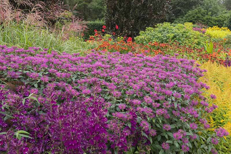 Gardeners_Path_'s tweet photo. Why Won’t My Bee Balm Flower? If it's well into the summer and your bee balm plants still aren't blooming, check out this guide to pinpoint the problem and fix it, at Gardener's Path. https://t.co/gyKOPNBFqM #beebalm https://t.co/ua8PIkTOIE
