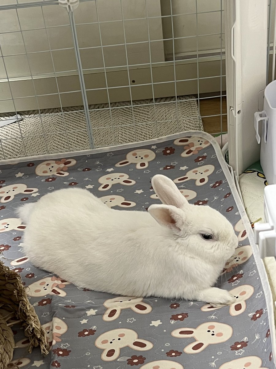 bunny_bb217's tweet photo. 자세가 왜 이래 https://t.co/WPo0uMeSLC