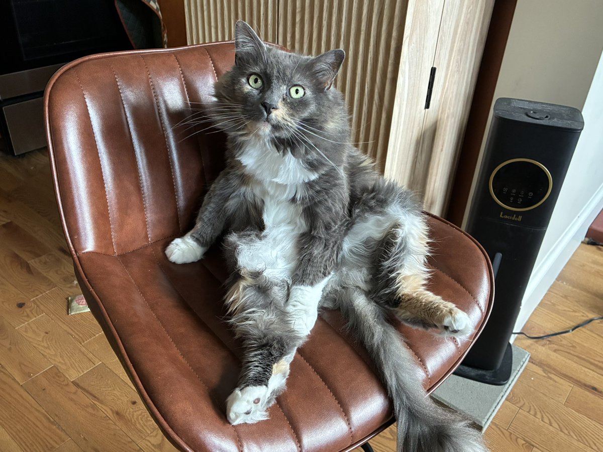 grumpymeeko's tweet photo. a chee sit from when mine sistorb wasnot baldt https://t.co/isdFEhMytE