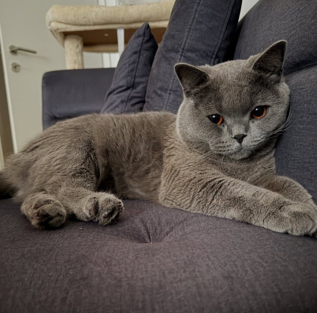 Dzonson22's tweet photo. Uzeo mom bratancu Ivanu, obozava macee 🐱🐈 https://t.co/rUW59uCBoa