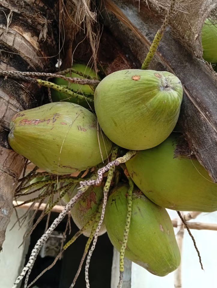 ThaOracleOfAges's tweet photo. #FOR__STROKE
ITEMS
•Cat eye leaves
• Corn silk
• Coconut water
PROCESS;
Put all together and boil for 15 minutes
DOSAGE;
half tea cup morning and night do it till u get results
that stroke will be Clear from Ur system
#Herbal
#Stroke
#NatureHeals
#NativeMedicine https://t.co/GW3DAfjlY1