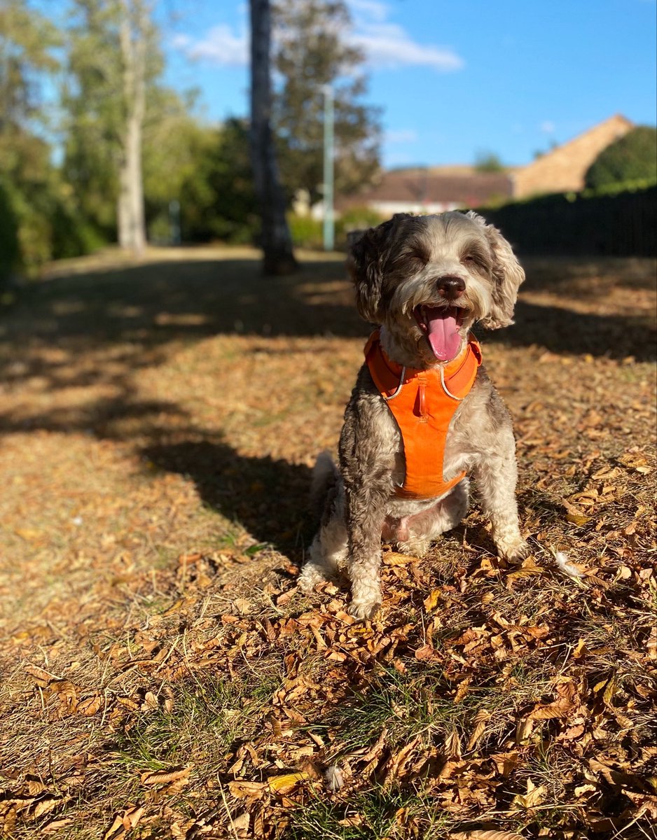 bemorebob2's tweet photo. I’ve got an awful lot to teach the string bean this Autumn pals! I’m gonna start a list of how to Be More Bob in our favourite season 🍁🍂 🥾 https://t.co/Xc9bHBLtb6