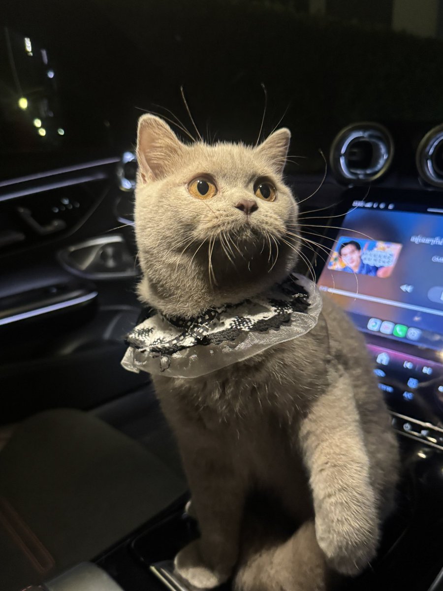 tnbau1's tweet photo. ผมชื่อโรเบิร์ตค้าบบบ 😼 https://t.co/79fFsXQFdo