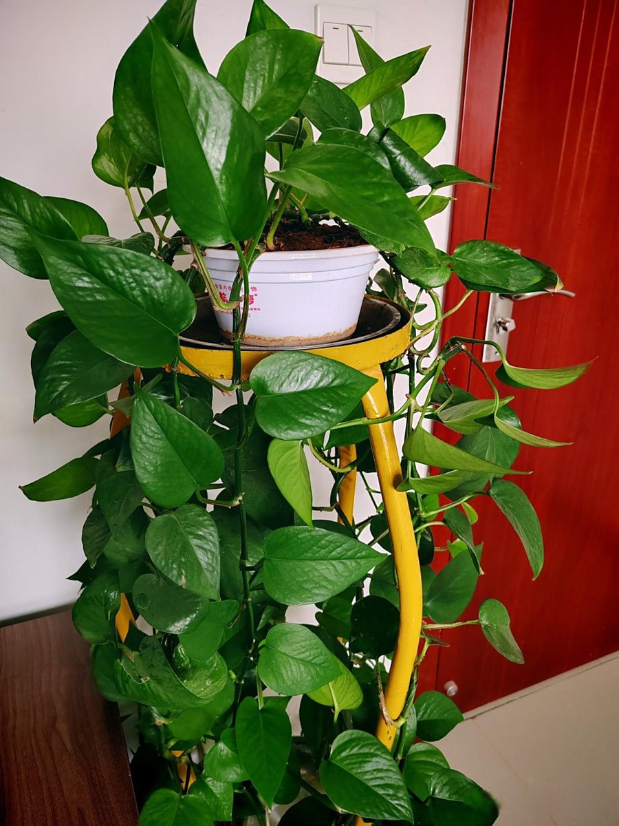 AndiVlo14's tweet photo. Pro tip for your pothos: Wipe leaves with a damp cloth monthly to keep them shiny and help them breathe better! https://t.co/VqaQZZ2N8A