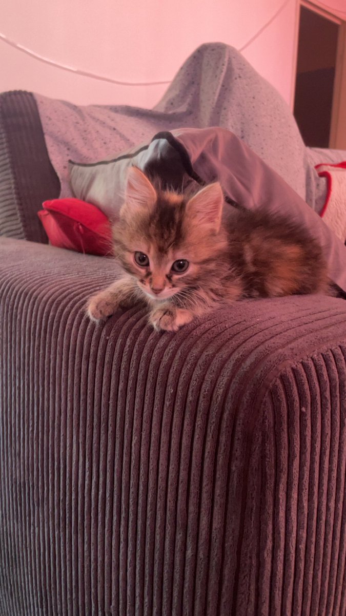 DrNamred's tweet photo. This fluff ball has now been a part of the family for a week now.
Mischievous, energetic and full of cuddles.
Meet Misty. https://t.co/ItKv7LKRCG