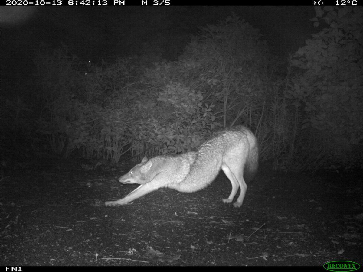 Trail_Cams's tweet photo. https://t.co/ObbauTFI9E