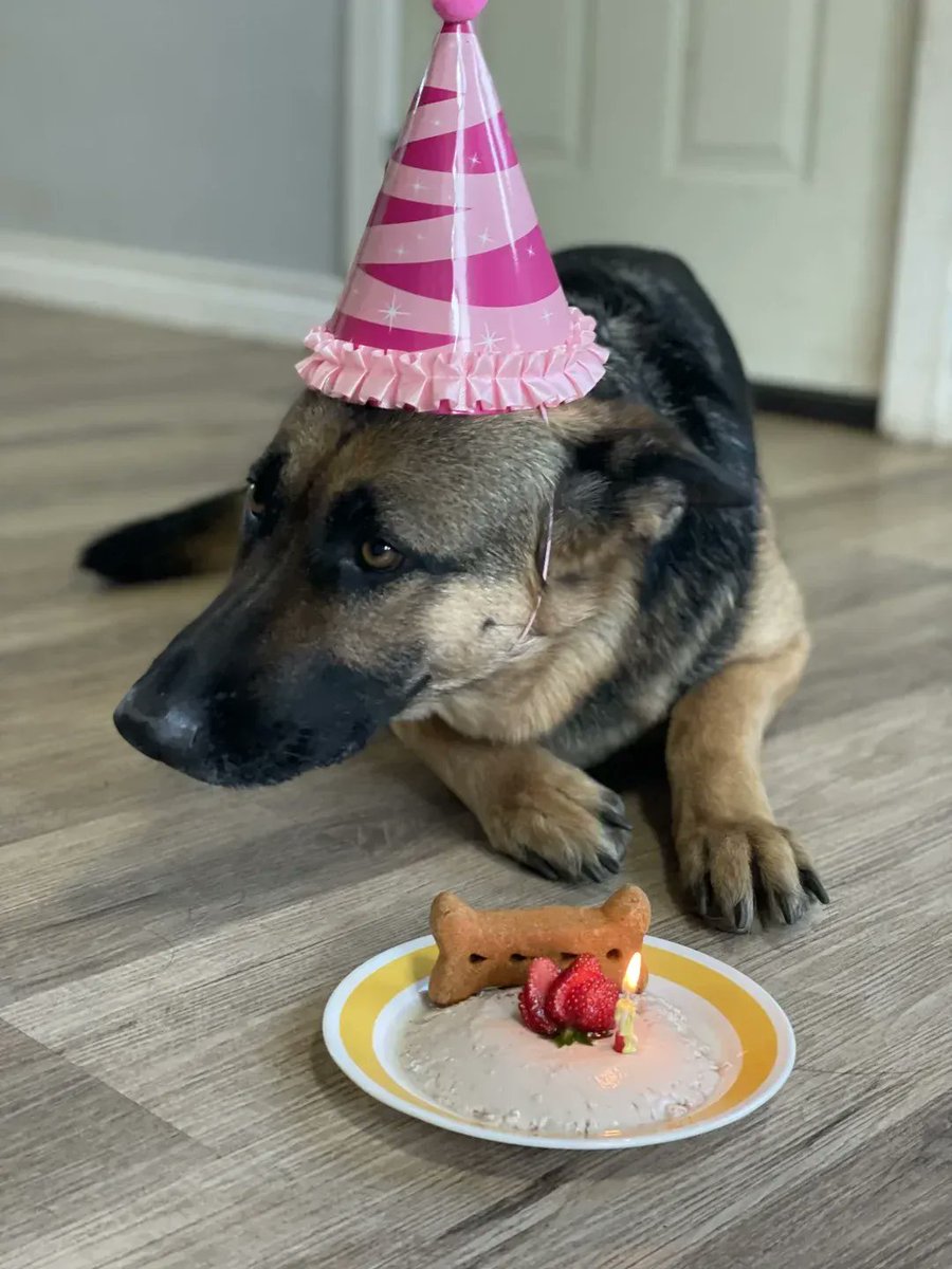 OLEGKOST13's tweet photo. My little buddy’s 1st birthday  Watching this tiny furball grow into a mischievous, warm companion makes every late night and messy spot totally worth it. Grateful for every cute step!， https://t.co/gboSKaF5zD