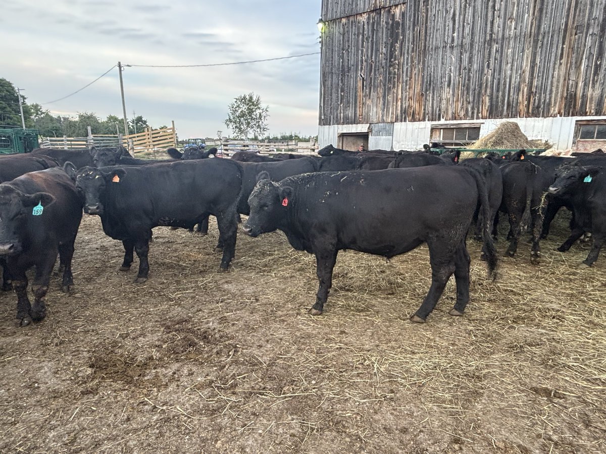 BruceOrford's tweet photo. Good group of steers off to Keady for Tuesday’s sale. Quiet and healthy cattle ready to perform. Well vaccinated and no implants. https://t.co/ZrbqMiQSkn
