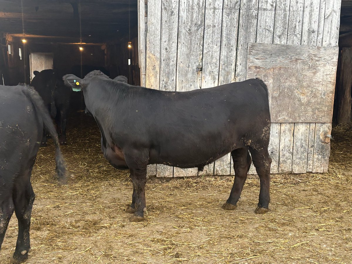 BruceOrford's tweet photo. Good group of steers off to Keady for Tuesday’s sale. Quiet and healthy cattle ready to perform. Well vaccinated and no implants. https://t.co/ZrbqMiQSkn
