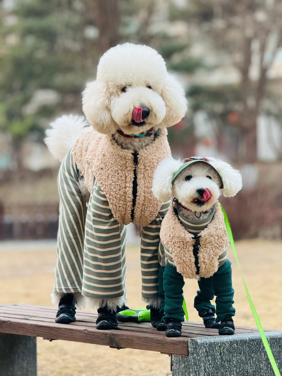 CirWngs75414's tweet photo. Coco’s one-month growth magic  From tiny furball to zoomie machine—love every messy, precious second with my pup! ， https://t.co/Rs01e1pTGH