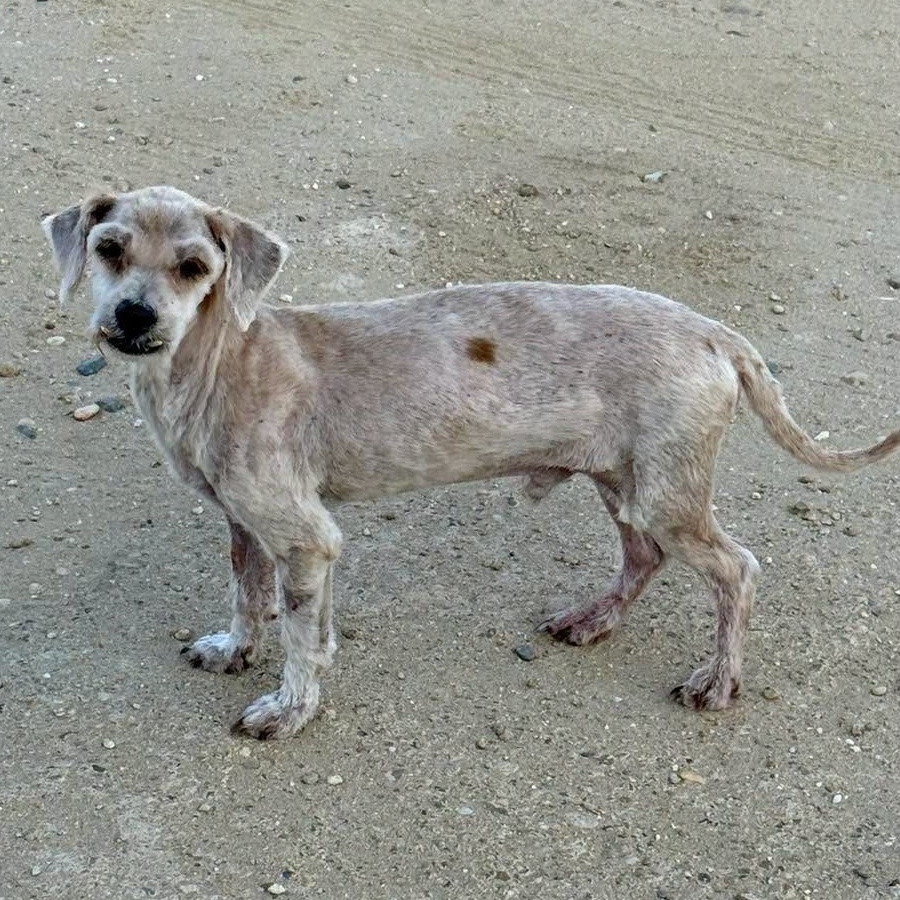 SosAbuelos1's tweet photo. #HUELVA
Eran dos peques los que buscaban familia juntos. #PACO y LOLI... 

Loli, desgraciadamente falleció hace unos días😔 Y Paco, a sus 10 añitos se ha quedado sin su amiga y sin encontrar una casita

Por favor, ¡vamos a ayudarlo! Un hogar. Nos necesita

WhatsApp 680 54 49 71 https://t.co/EfyNY143d9