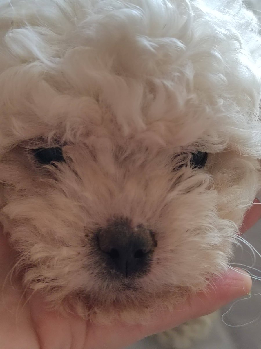 ShampWww's tweet photo. My fluffy pup grew 2 whole inches in 3 months—can’t stop grinning at how fast this little guy turns into my best adventure buddy! ， https://t.co/5m4MukzrOj