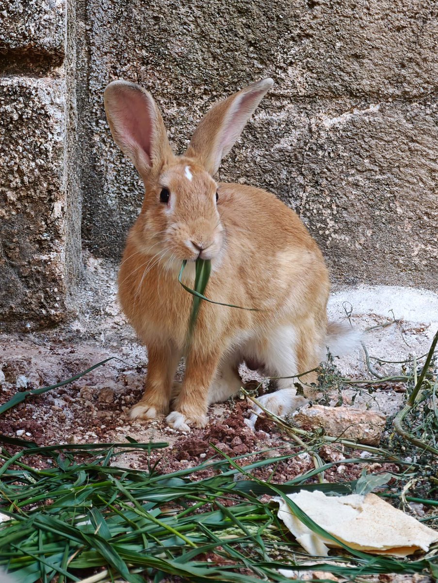 SyrianSanctuary's tweet photo. Hi everyone,

There are 8 days left until the end of the month and around 2000 pounds for our fundraising, and a few euros for the website for those who prefer, we are confident that we will be able to cover the needs of our animals again this month thanks to your help, if you can also share our posts and let your animal-loving friends know about us it will be a gesture of solidarity and help for our Syrian animals.
Thank you 🙏 

https://t.co/VjPrBSvYvS

https://t.co/M40t0SD2wK