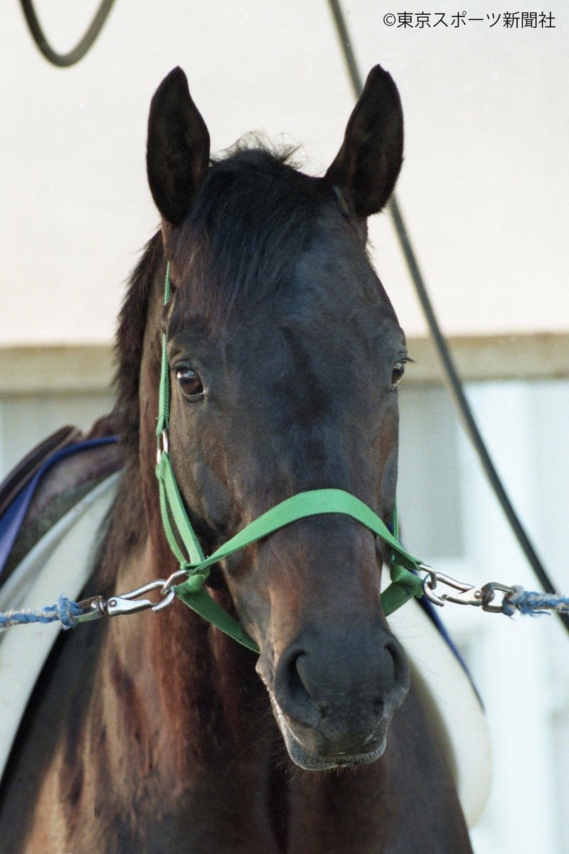 GifsAnime_'s tweet photo. 🐴 Rice Shower: The Black Assassin

November 1992. Rice Shower wins his first major race, the Kikuka Sho, defeating heavy favorite Mihono Bourbon, who was chasing the Triple Crown. Instant villain status.

To prepare for his next target, two-time Tenno Sho Spring champion Mejiro McQueen, his team trained him with an intensity that drew mockery. Nobody believed he could win. The training made him so on-edge that his jockey said approaching him felt like he might "breathe fire" he was afraid of getting bitten.

April 23, 1993. In a three-way sprint to the line, Rice Shower held off McQueen and won by 2.5 lengths, crushing McQueen's shot at a historic third straight title. Reporters didn't even ask his jockey how it felt to win, only how it felt to ruin McQueen's dream.

That day, he became "The Black Assassin."

June 4, 1995. Running the Takarazuka Kinen , a race partly decided by fan vote, where he was the leading vote-getter, Rice Shower lost his footing on the third corner and fell, shattering his front leg. He was euthanized on the track. He was 6 years old.

After his death, the "villain" narrative softened. Fans say simply: "He loved Kyoto racecourse, and that's where he fell."
