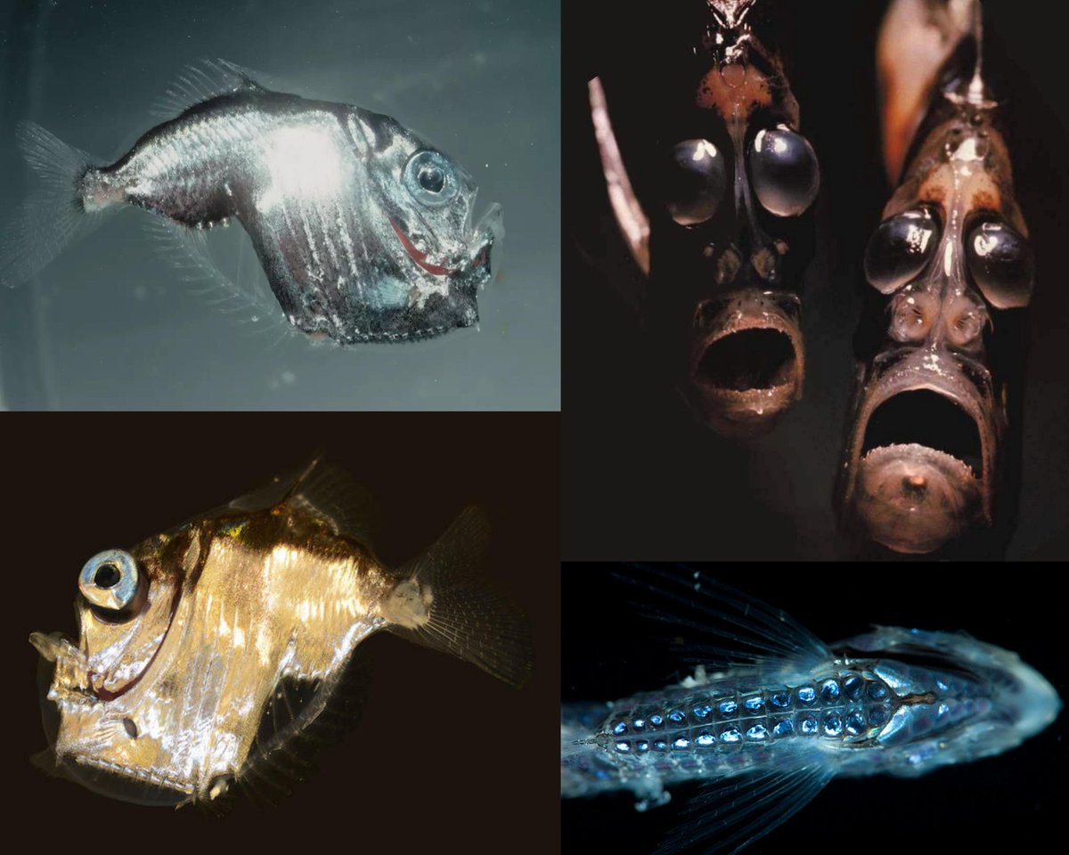yonata_joel's tweet photo. Marine hatchetfish are creatures of the deep. They have rows of light-producing organs along their bellies which shine a pale blue — matching the light from above and making hatchetfish invisible to predators below. This fish's name comes from its body shape, which resembles the https://t.co/YxGp3VeI16