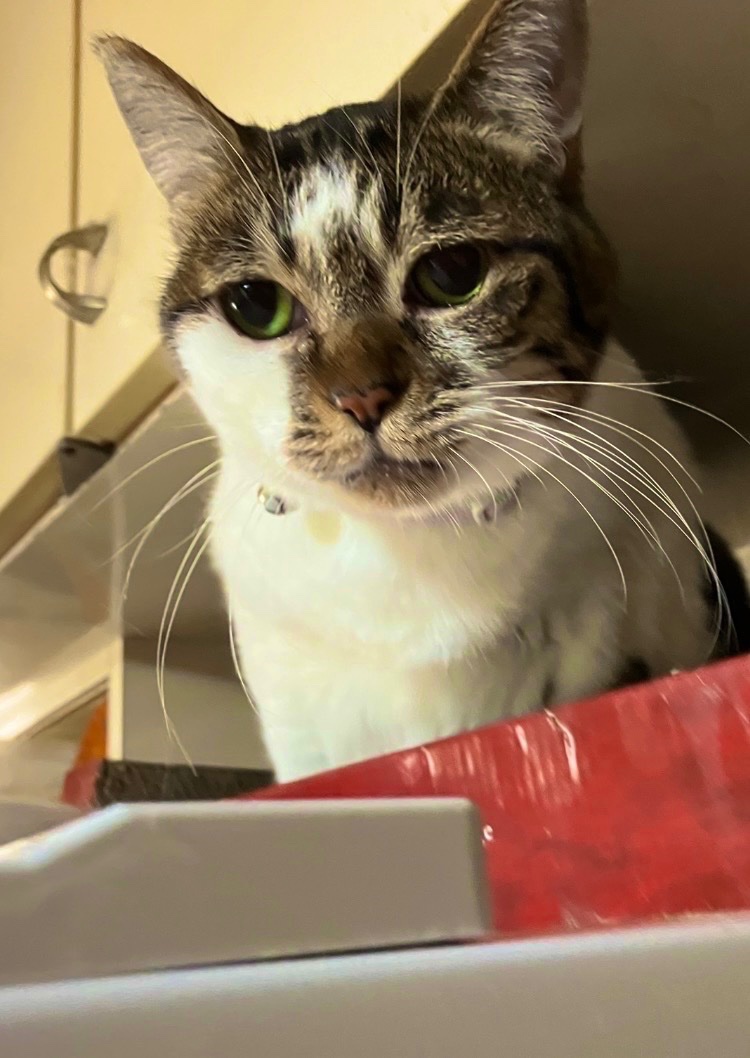 CraneAnge's tweet photo. #おはようございます

#猫  #猫好き #猫がいる幸せ #猫の写真へたくそ選手権 #猫写真 #写真 #猫好きな人と繋がりたい
#キジシロ　#チャシロ
#うちの子　#うちの子
#保護猫

ネッコから皆様におはﾆｬ- https://t.co/PThLMzkojZ