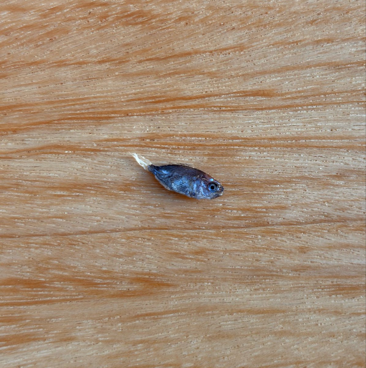 loresafic's tweet photo. cheguei da praia e fui tomar ducha pra tirar areia e tinha um mini peixe nos meus peitos, to traumatizada https://t.co/Sw4h8Jsnc8