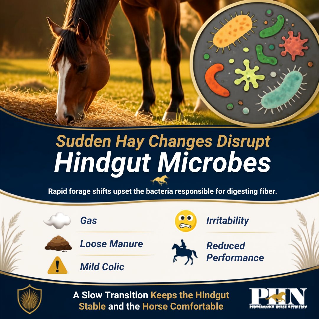 PHNEquine's tweet photo. Nutritional Tidbit:   Sudden hay changes disrupt hindgut microbes 🧬
🌾 Leading to: 
💨 Gas 
💩 Loose manure 
⚠️ Mild colic 
😣 Irritability 
🏇 Reduced performance
A slow transition keeps the hindgut stable 💛💛 https://t.co/6zv1uehj2K