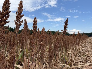 AginArk's tweet photo. Drought in Arkansas is making everything more challenging — even the rice harvest.
See why @jhardke likens early rice harvest to a chase game: 
https://t.co/rIkzyQK5vk

#arwx https://t.co/NPcypbQwsa