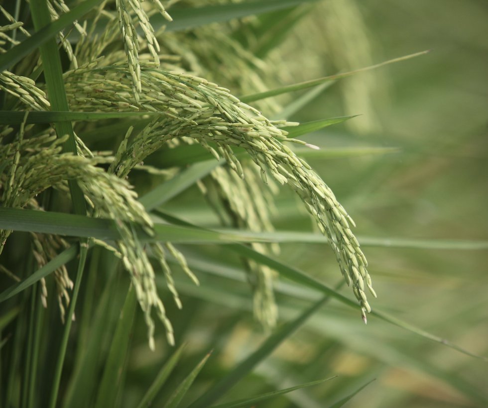AginArk's tweet photo. Drought in Arkansas is making everything more challenging — even the rice harvest.
See why @jhardke likens early rice harvest to a chase game: 
https://t.co/rIkzyQK5vk

#arwx https://t.co/NPcypbQwsa