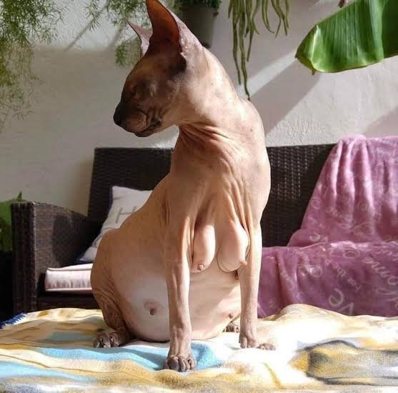 Rx_Writes's tweet photo. @Booksey Wtf is $catboobs? https://t.co/uSVkBcAp4s