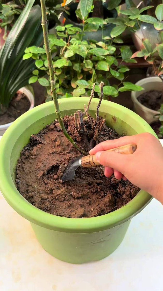 yudaarfenda's tweet photo. Pro tip for your pothos! Water once the top 2 inches of soil feel dry, and keep it in bright indirect light—this hardy plant will thrive and give you lush, trailing leaves all year round! https://t.co/sYQWz3U3NI